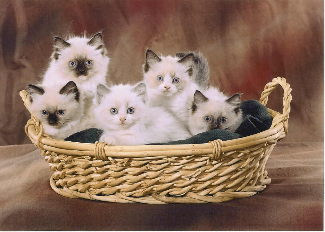 RAgdoll kittens